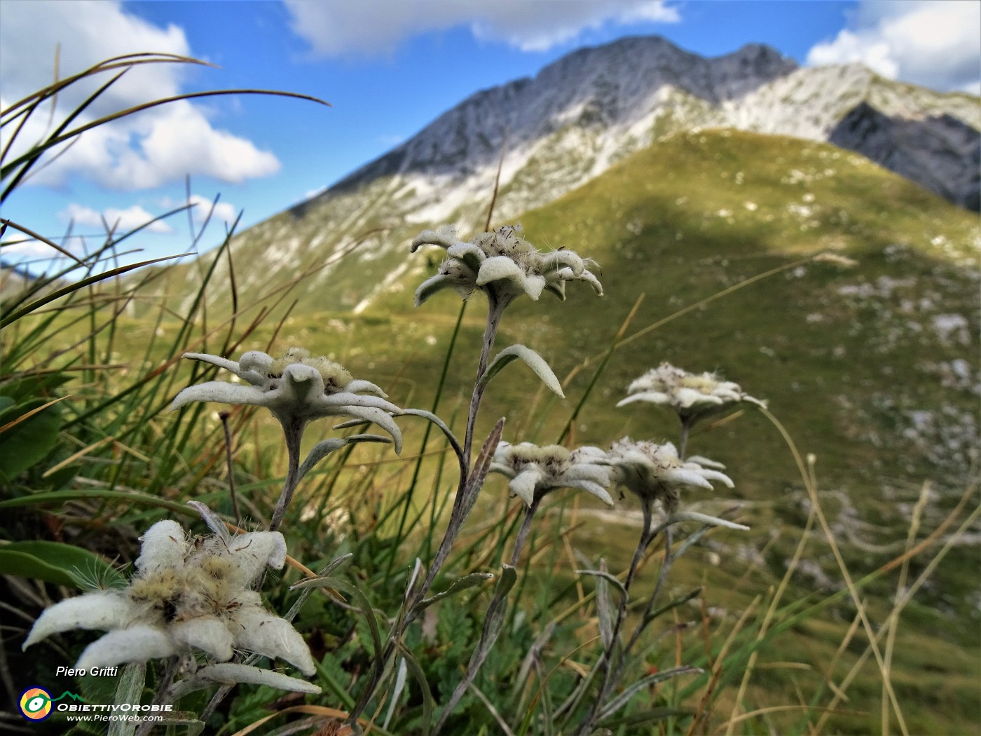 05 Leontopodium alpinum (Stelle alpine) su Cima Foppazzi versante nord con vista in Pizzo Arera.JPG